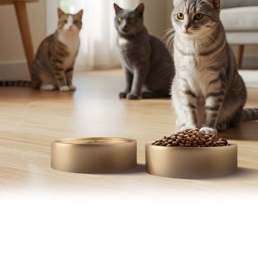Kedi Mama Kapları
