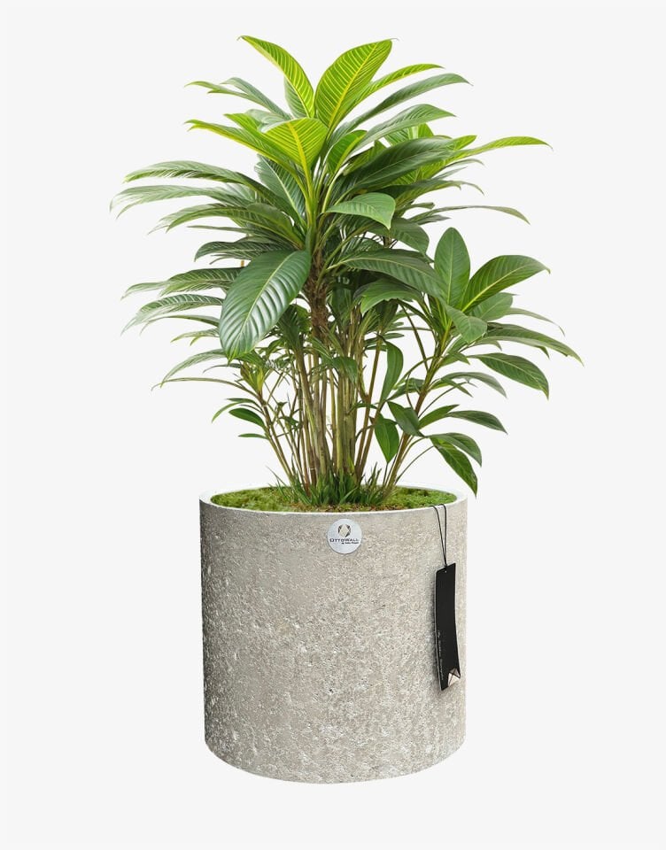 Monarche Large