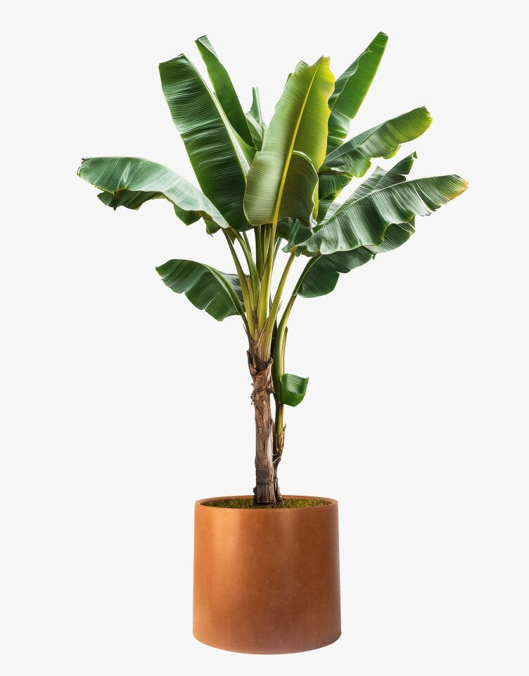 LUNA XL