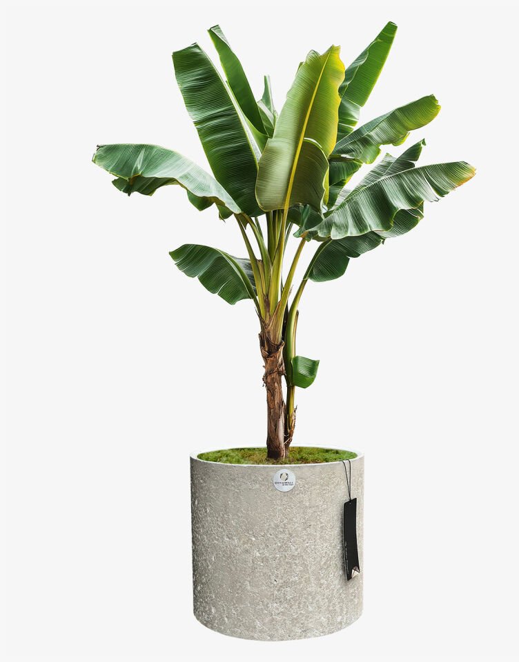 Monarche XL