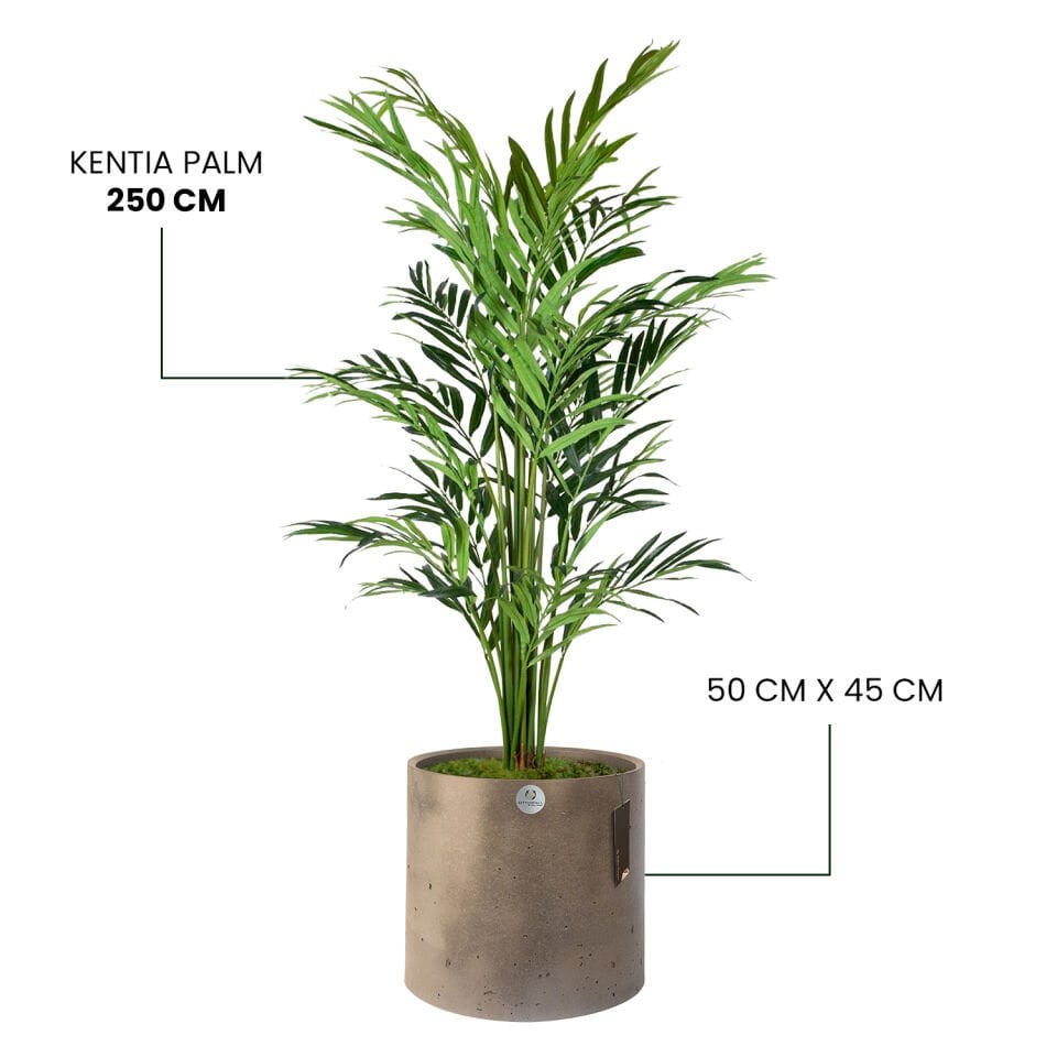 YAPAY KENTIA PALM + LUNA XL SERİSİ