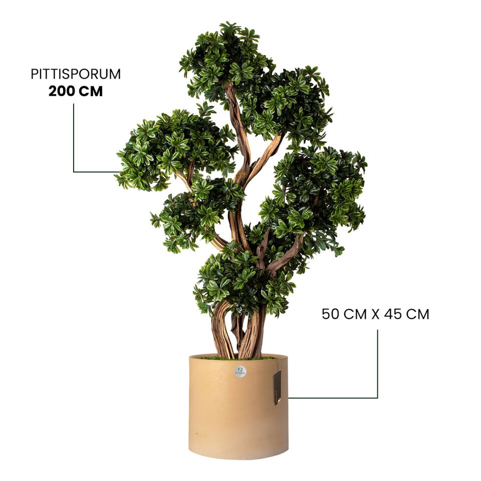 YAPAY PITTISPORUM + LUNA XL SERİSİ