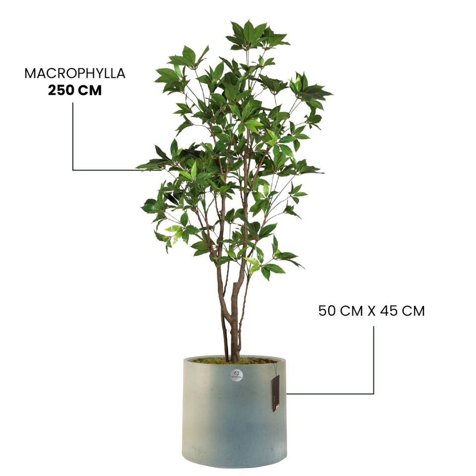 YAPAY MACROPHYLLA + LUNA XL SERİSİ