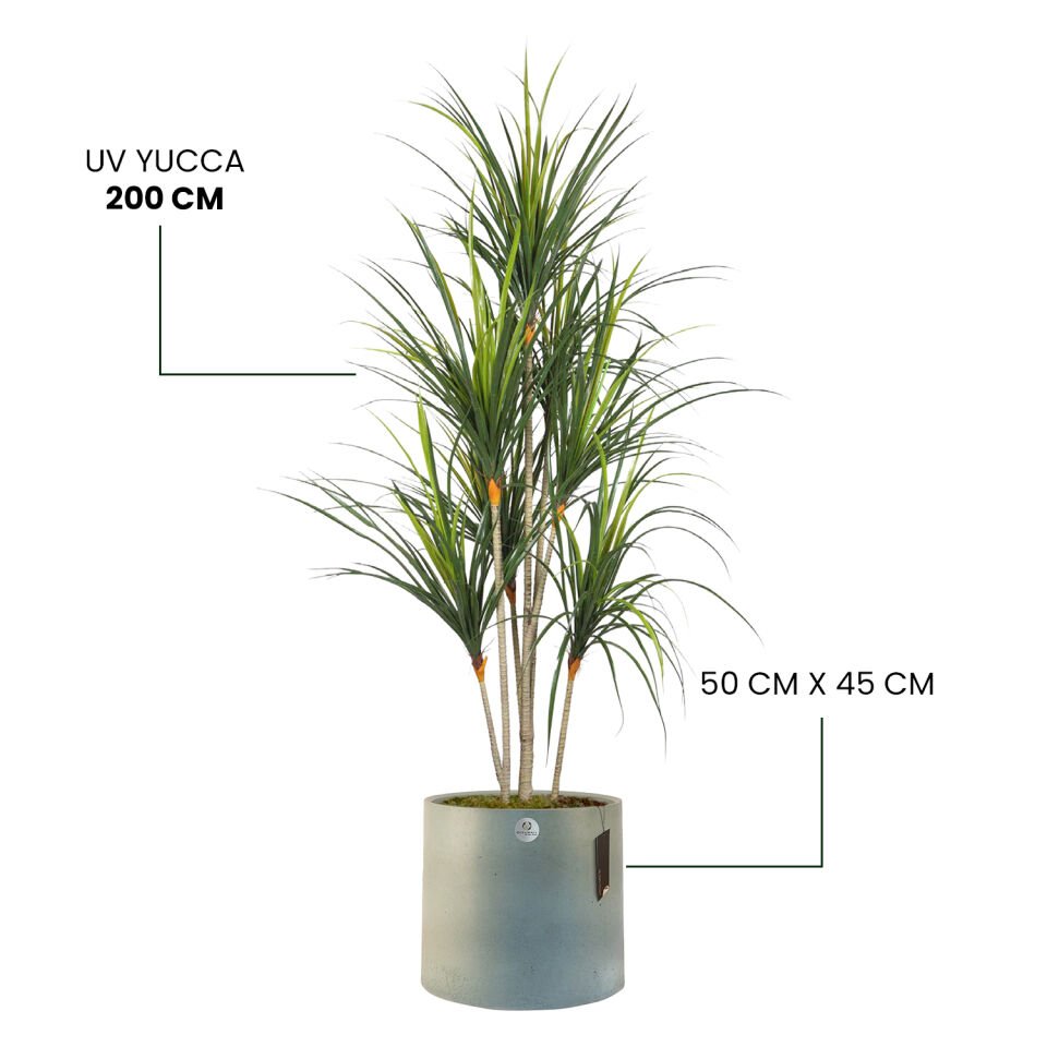 YAPAY PITTOSPORUM  + MONARCHE LARGE SERİSİ
