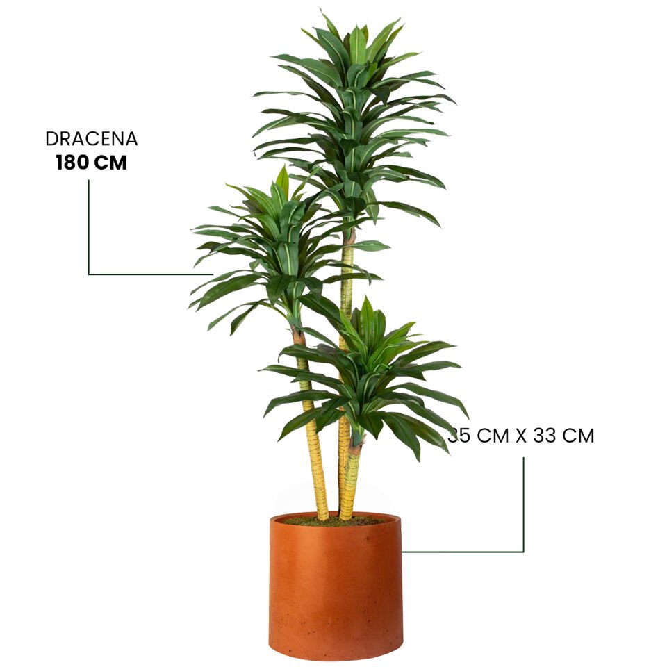 YAPAY DRACENA + MONARCHE LARGE SERİSİ