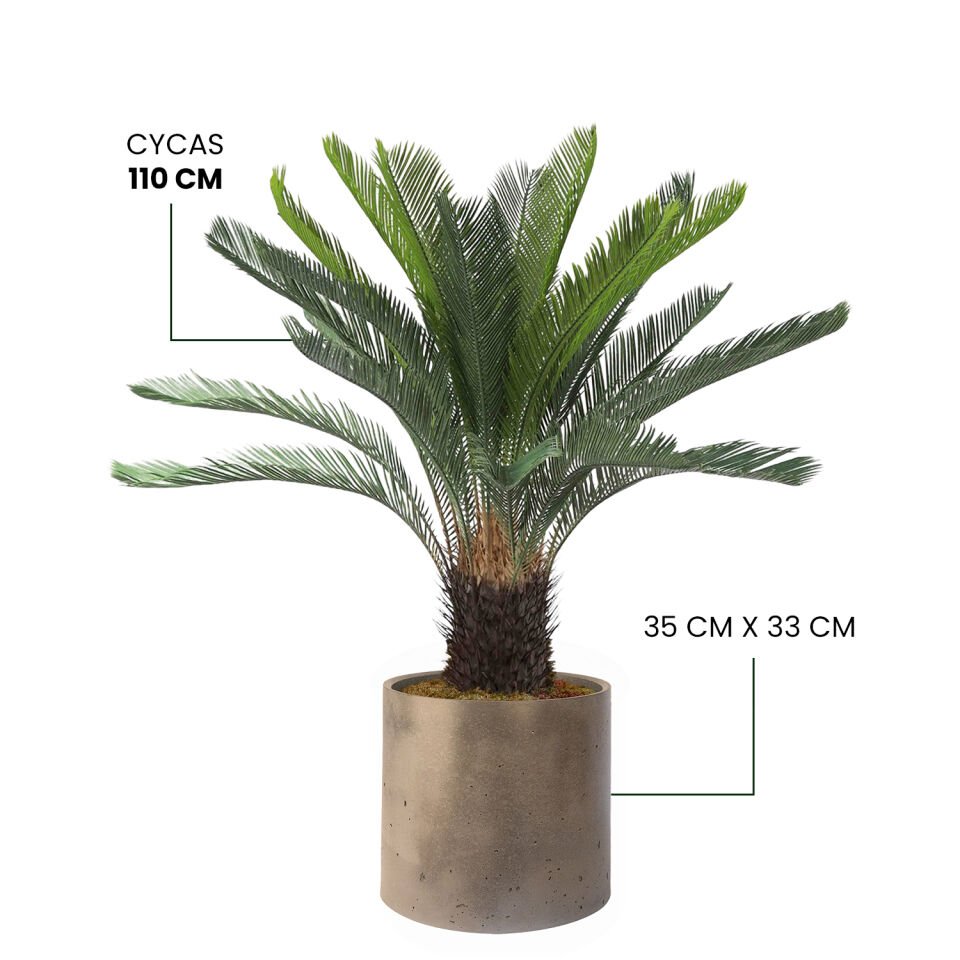 YAPAY CYCAS + MONARCHE LARGE SERİSİ