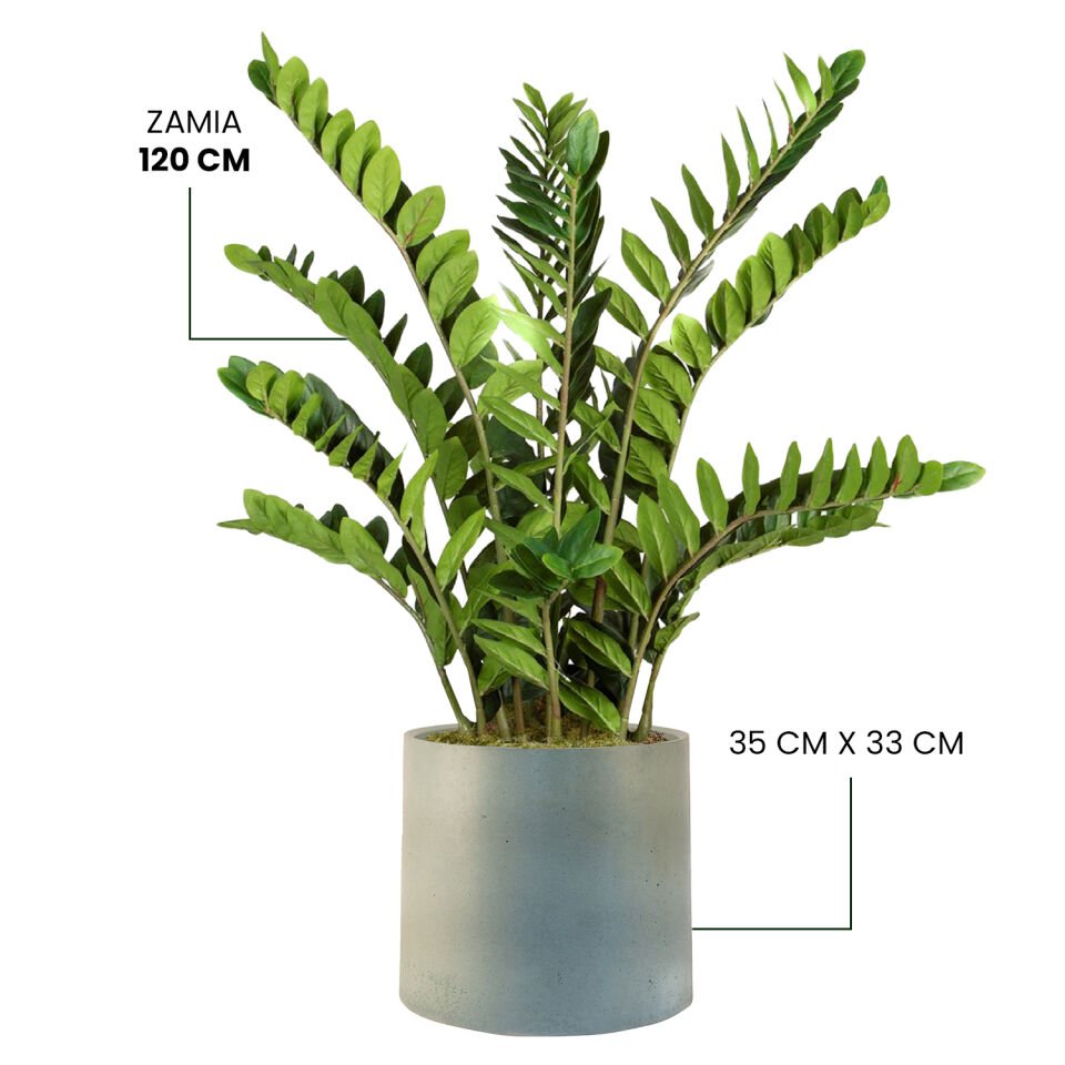 YAPAY ZAMIA + MONARCHE LARGE SERİSİ