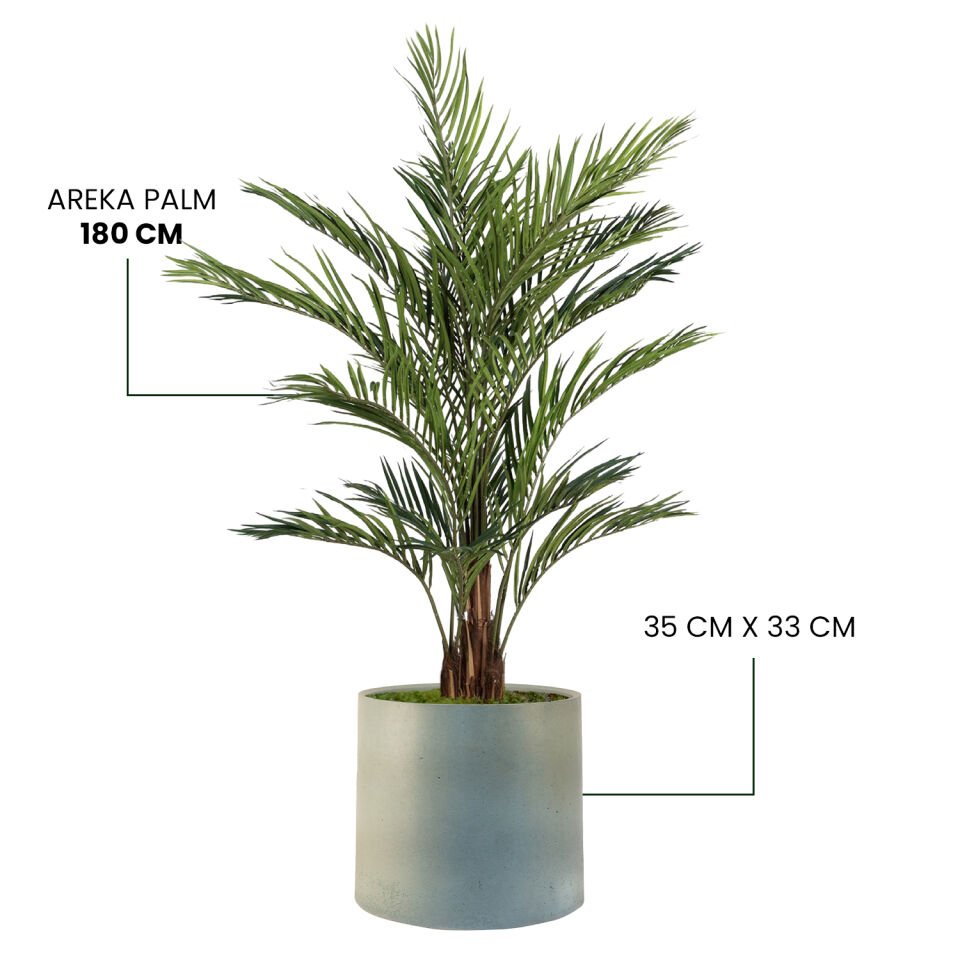 YAPAY AREKA PALM + MONARCHE LARGE SERİSİ
