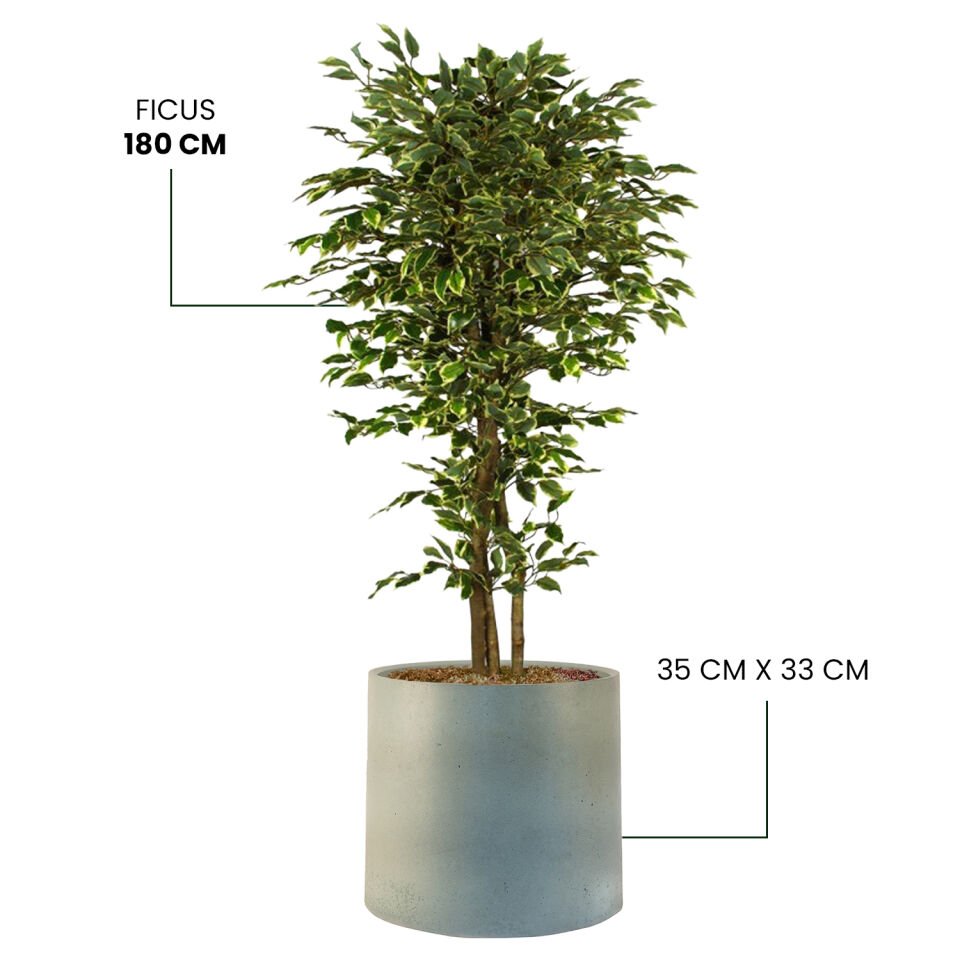 YAPAY FICUS + MONARCHE LARGE SERİSİ