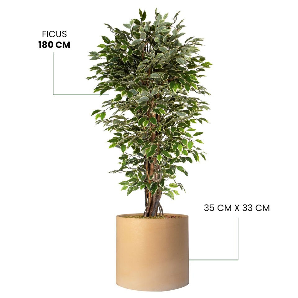 YAPAY FICUS + MONARCHE LARGE SERİSİ