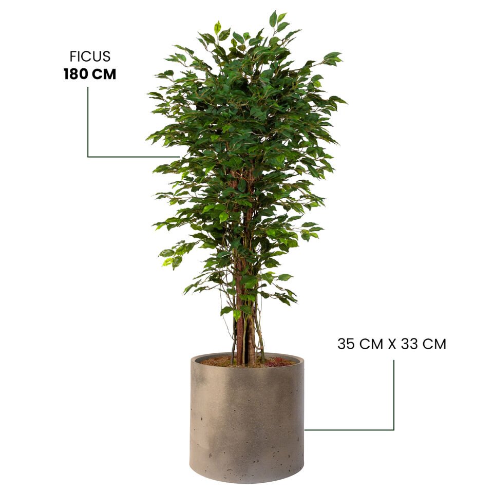 YAPAY FICUS+ MONARCHE LARGE