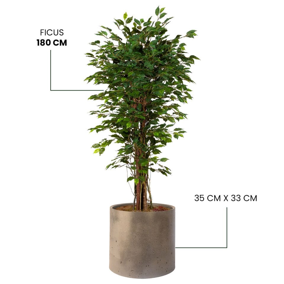 YAPAY FICUS+ MONARCHE LARGE