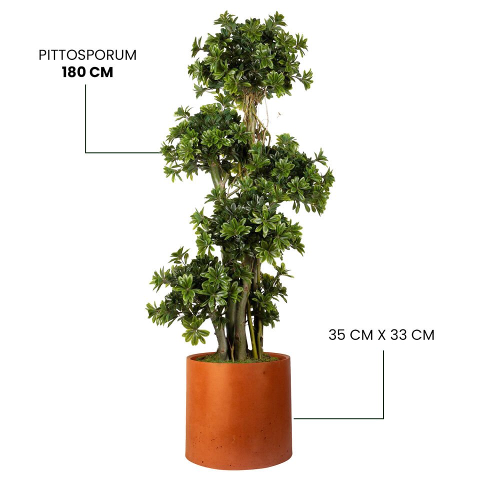 YAPAY PITTOSPORUM + MONARCHE LARGE SERİSİ