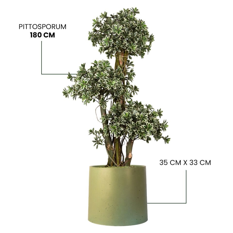 YAPAY PITTOSPORUM + MONARCHE LARGE SERİSİ
