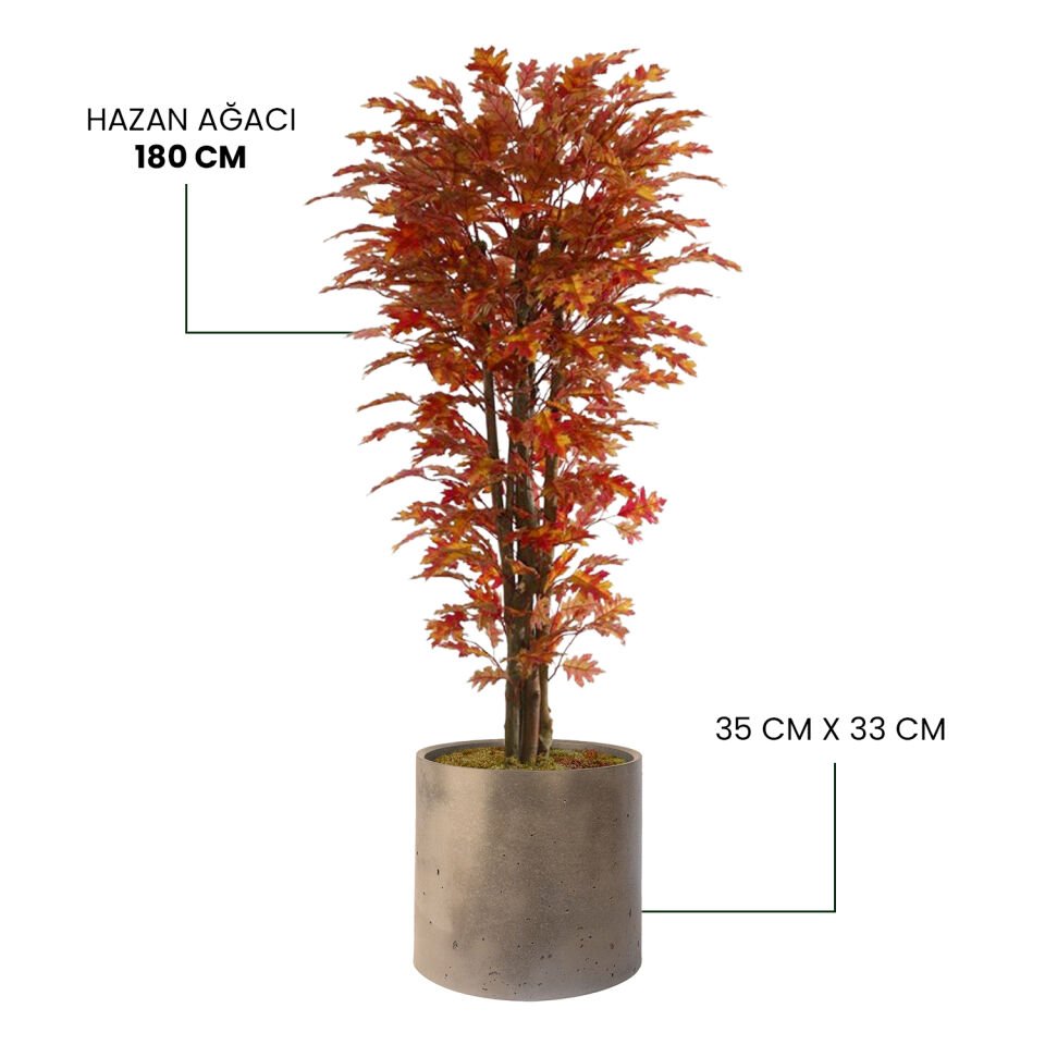 HAZAN AĞACI + MONARCHE LARGE SERİSİ