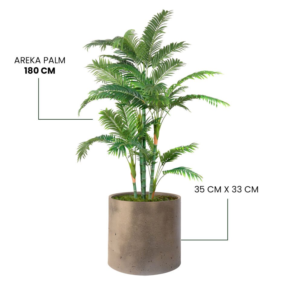 YAPAY AREKA PALM + MONARCHE LARGE SERİSİ