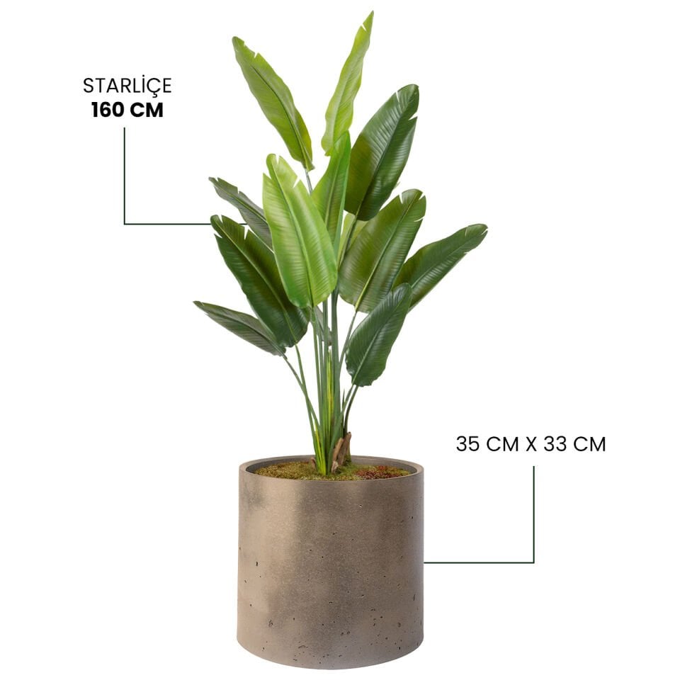 YAPAY STARLİÇE + MONARCHE LARGE SERSİSİ