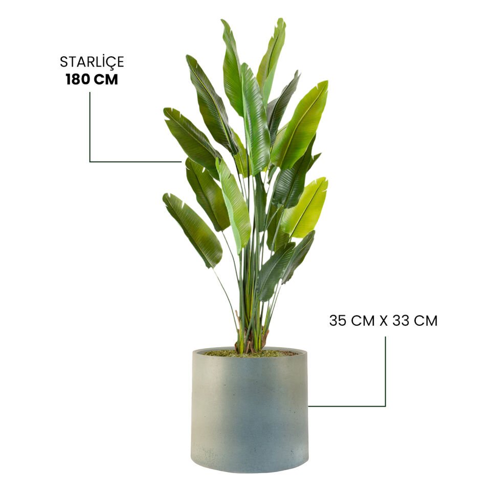 YAPAY STARLİÇE + MONARCHE LARGE SERİSİ