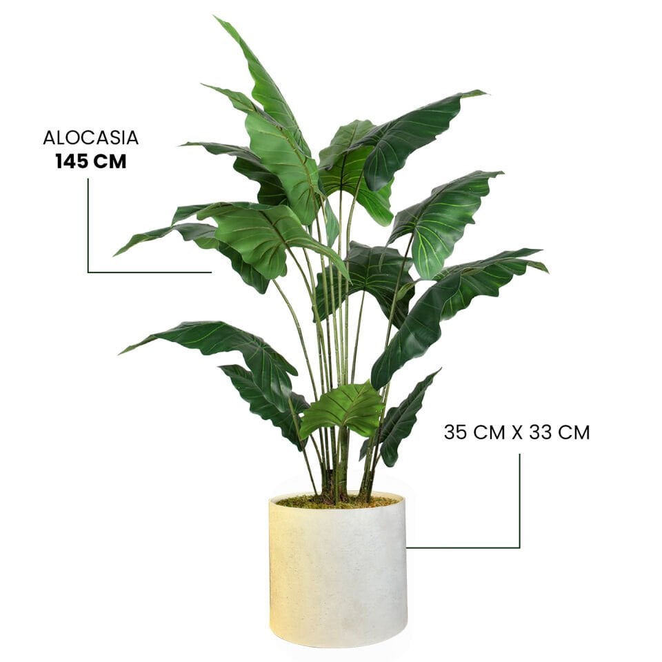 YAPAY ALOCASIA + MONARCHE LARGE SERİSİ