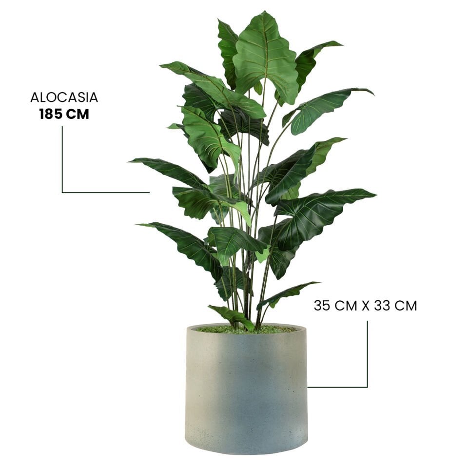 YAPAY ALOCASIA + MONARCHE LARGE SERİSİ