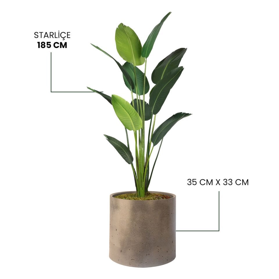 YAPAY STARLİÇE +MONARCHE LARGE SERİSİ
