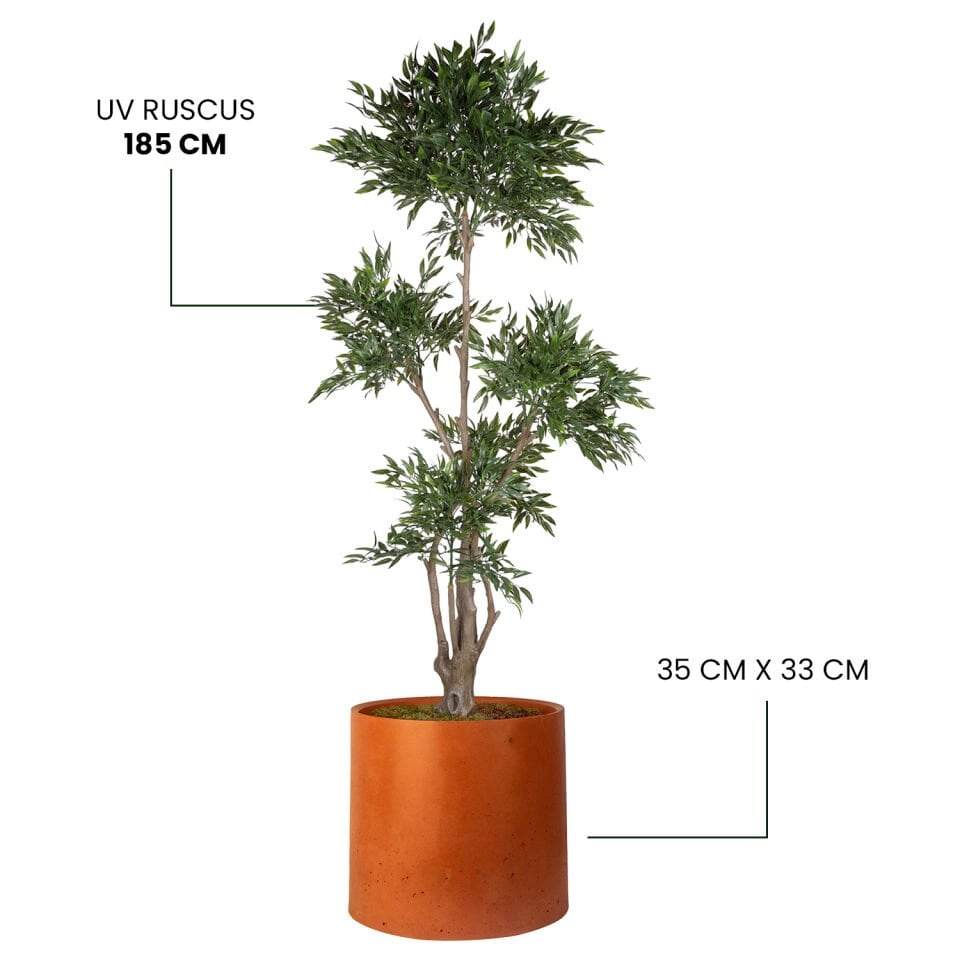 YAPAY UV RUSCUS + MONARCHE LARGE SERİSİ